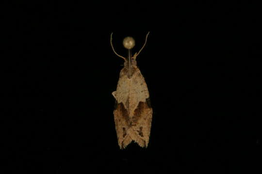 Image of <i>Neocalyptis molesta</i>