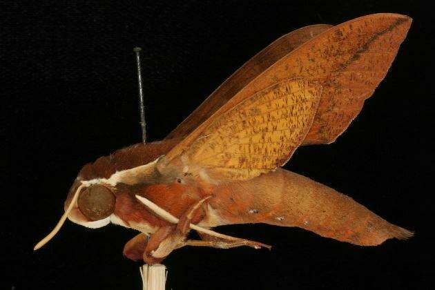 Image of White-brow Hawkmoth