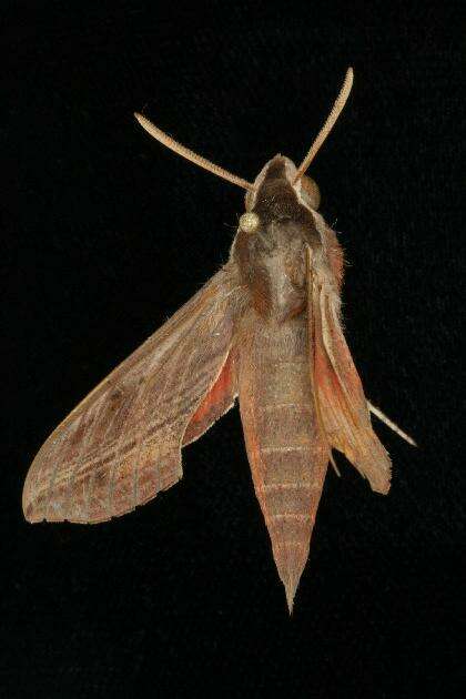 Image of Vine hawk moth