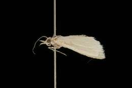 Image of Chilo polychrysa Meyrick 1932