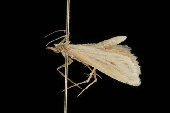 Image of Chilo polychrysa Meyrick 1932