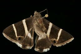 صورة <i>Grammodes oculata</i>