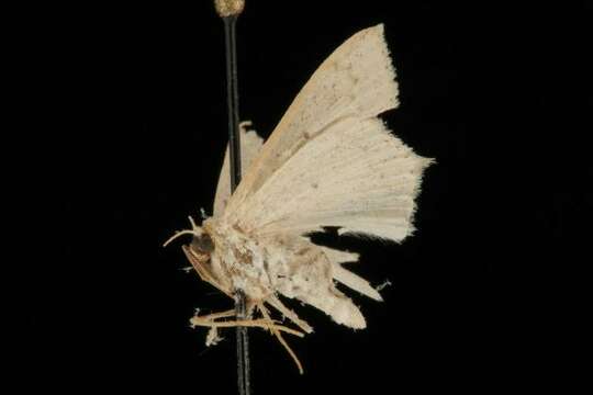 Image of Chrysochloroma megaloptera Lower 1894