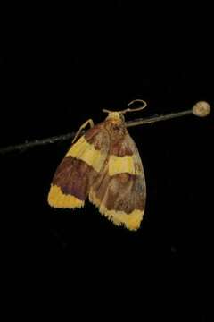 Image of Heterallactis stenochrysa Turner 1940