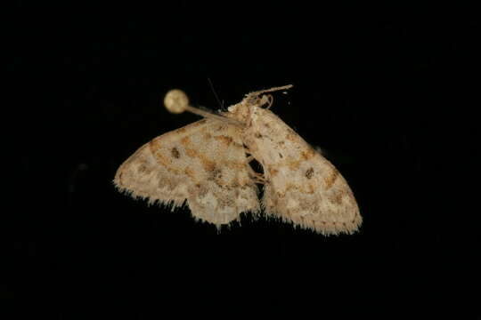 Image of Idaea