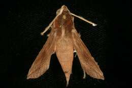 Image of Vine hawk moth