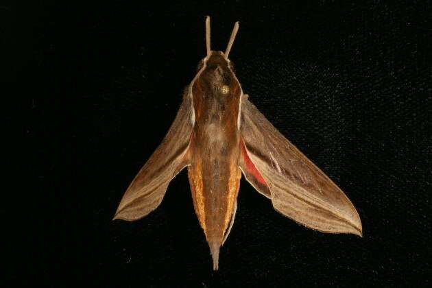 Image of Vine hawk moth