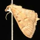 Image of <i>Herpetogramma stultalis</i>