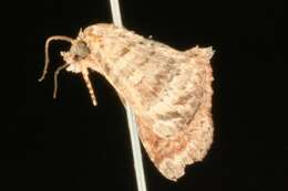 Image of Chlumetia transversa Walker 1863