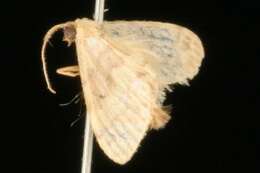 Image of Idaea