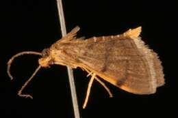 Image of Bean-leaf Webworm Moth