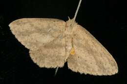 Image of Cyclophora