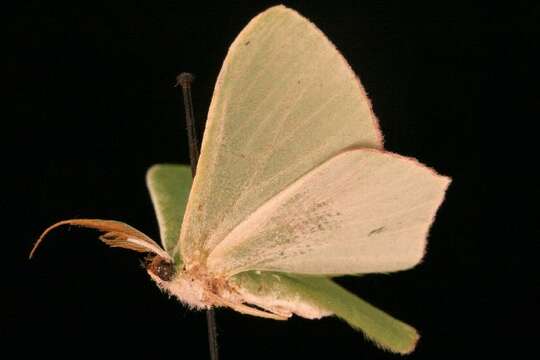 Image of Chrysochloroma megaloptera Lower 1894