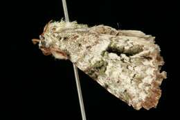 Image of <i>Acronicta psorallina</i>