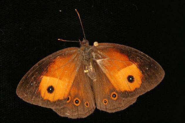 Image of Orange Bush-brown