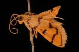 Image of Dichocrocis erixantha Meyrick 1886