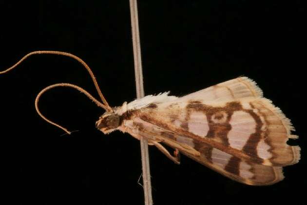 Image of Glyphodes flavizonalis Hampson 1898