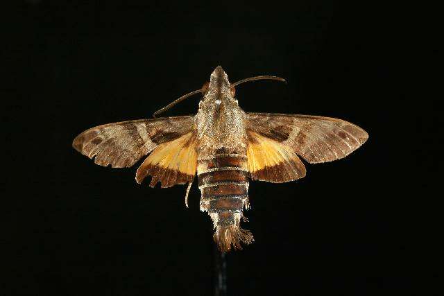 Image of Macroglossum hirundo errans Walker 1856