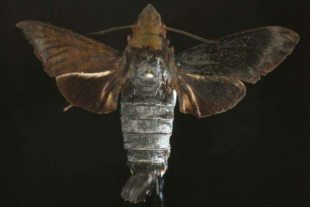 Image de Macroglossum micacea Walker 1856