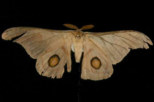 Image of <i>Opodiphthera eucalypti</i>