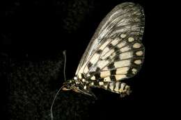 Image of Acraea andromacha Fabricius 1775