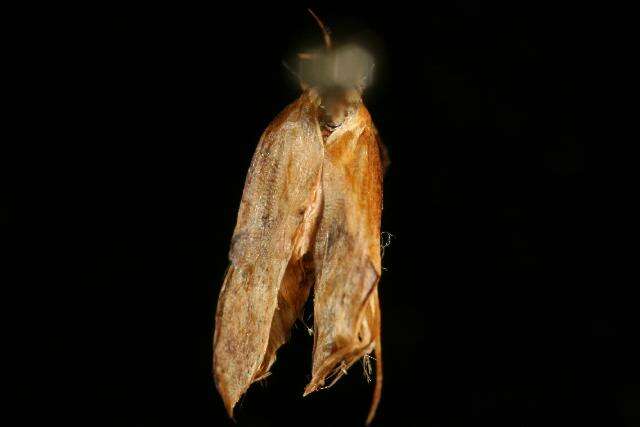 Image de Crocanthes zonodesma Lower 1900