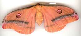 Image of Opodiphthera carnea