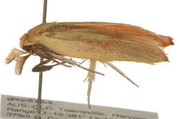 Image of Wingia rectiorella Walker 1864