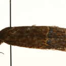 Image of Rhadinoscolops