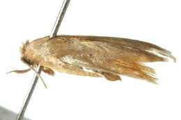 صورة Eochrois acutella Walker 1864