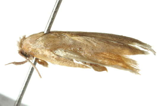 صورة Eochrois acutella Walker 1864