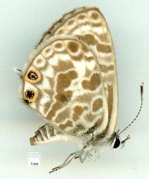 Image of Leptotes