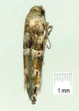 Image of Epermenia commonella Gaedike 1968