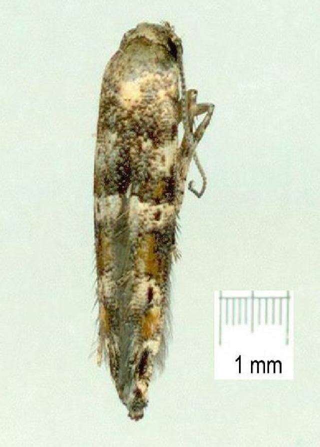 Image of Epermenia commonella Gaedike 1968