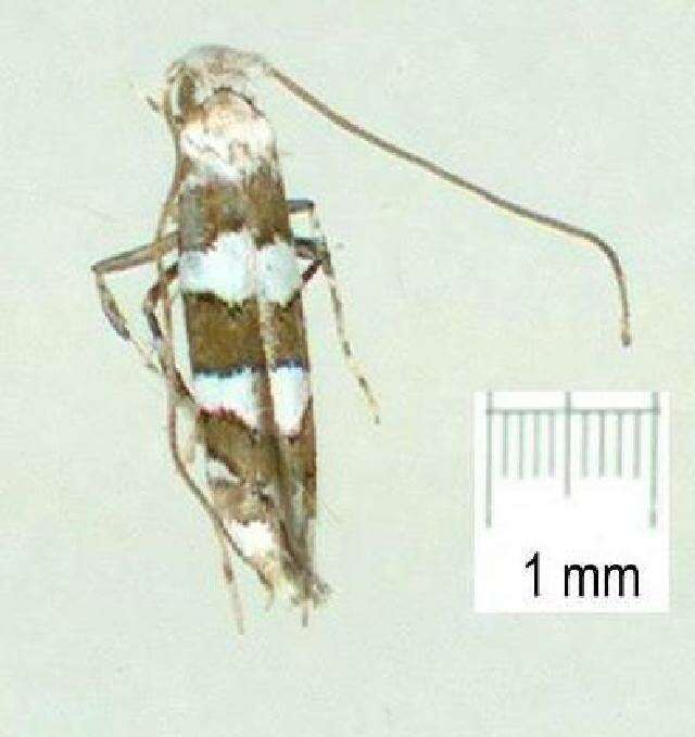 Image of Telamoptilia