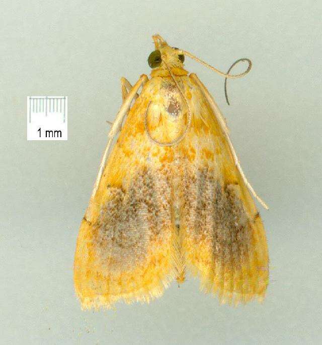 Image of Mabra eryxalis Walker 1859