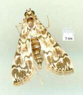 Image of <i>Metoeca foedalis</i>