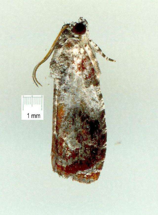 Image of Ophiorrhabda scaristis