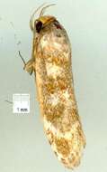 Image of Zauclophora pelodes Turner 1900