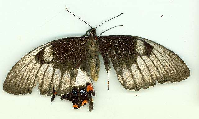 Image of Orchard Swallowtail Butterfly
