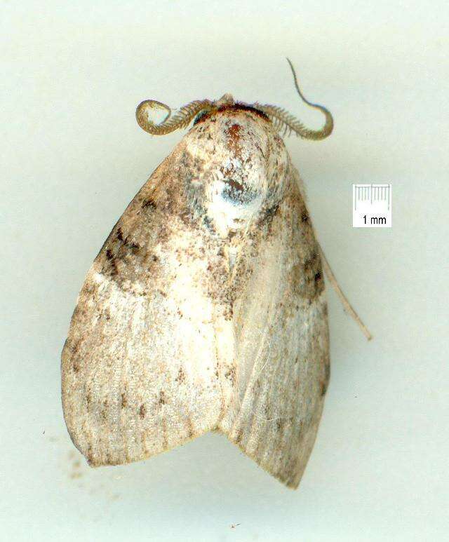 صورة <i>Acatapaustus mesoleuca</i>