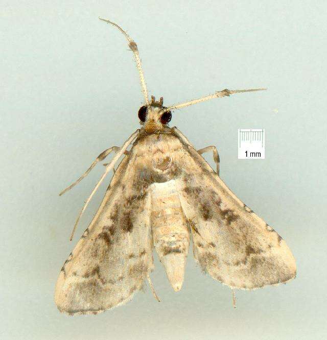 Image of <i>Nacoleia obliqualis</i>