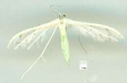 Image of <i>Pterophorus albidus</i>