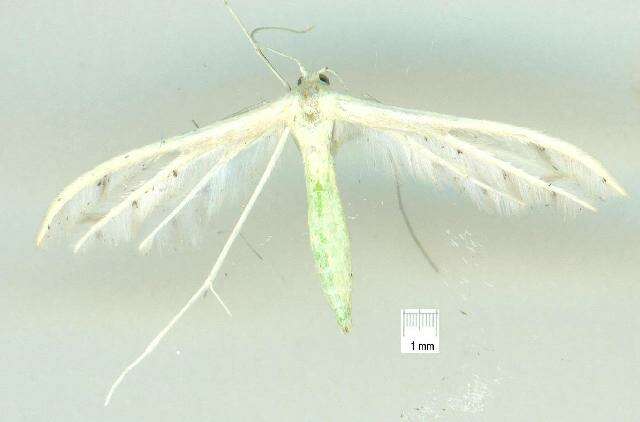 Image of <i>Pterophorus albidus</i>