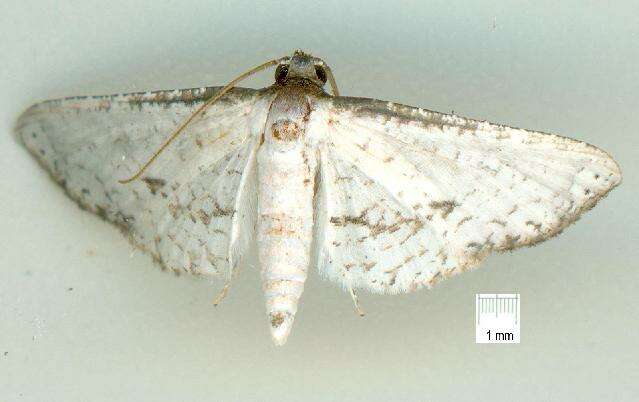 Image of <i>Hypolamprus melilialis</i>