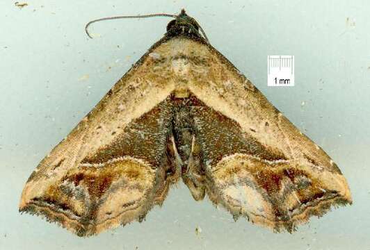 Image of <i>Zagira stragulata</i>