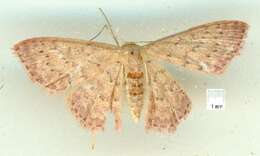 Image of Idaea crinipes Warren 1897