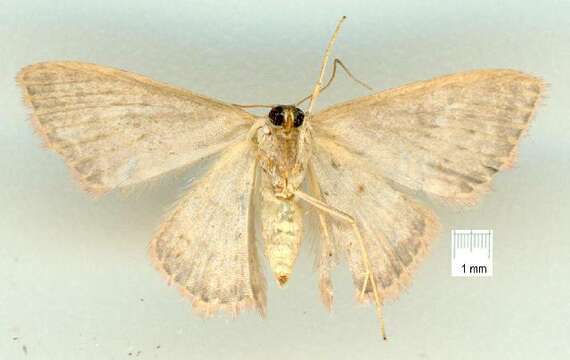 Image of Idaea crinipes Warren 1897