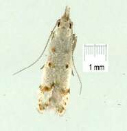 Image of <i>Rhadinophylla siderosema</i>