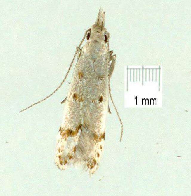 Image of <i>Rhadinophylla siderosema</i>